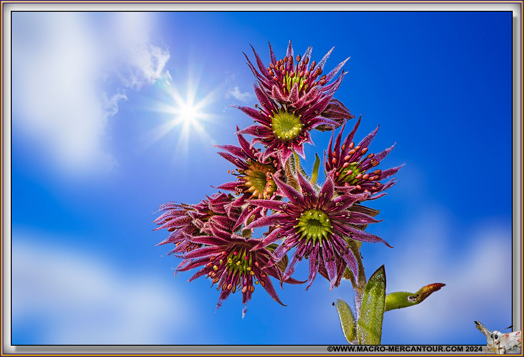 Joubarbes des montagnes
